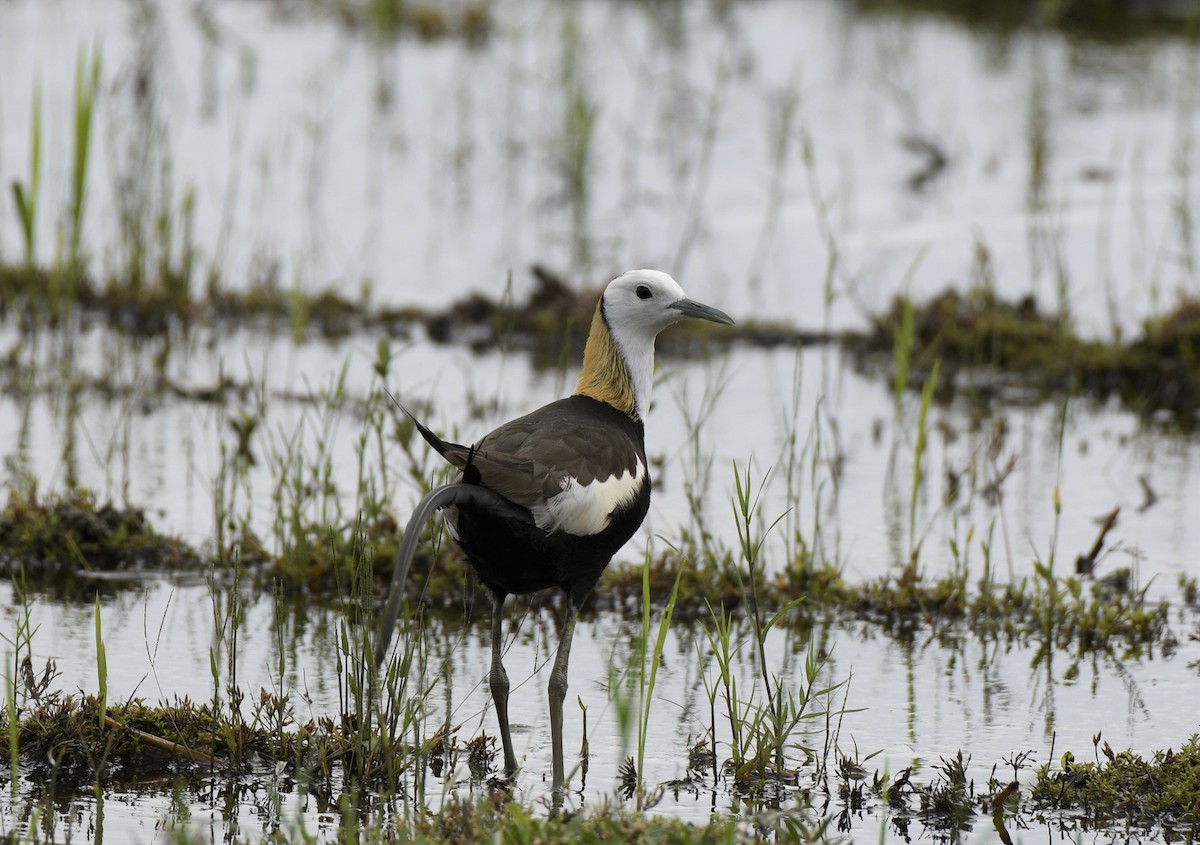 Pheasant-tailed Jacana - ML349351991