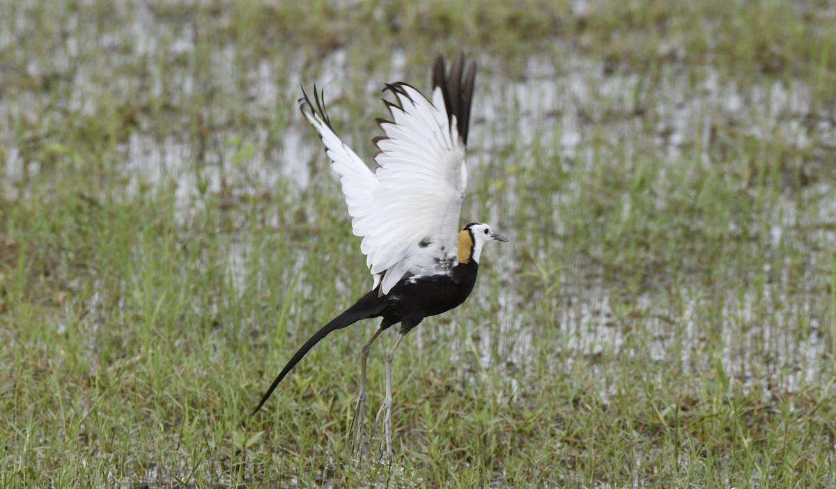 Pheasant-tailed Jacana - ML349352021