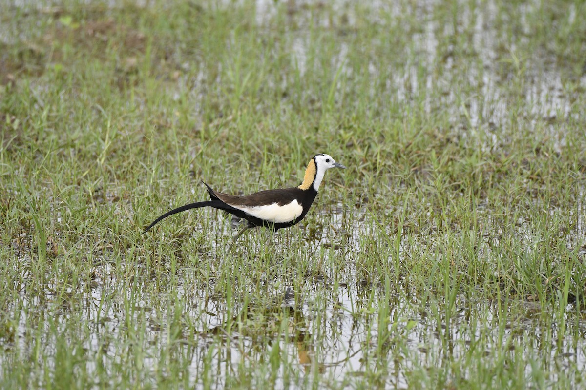 Pheasant-tailed Jacana - ML349352041