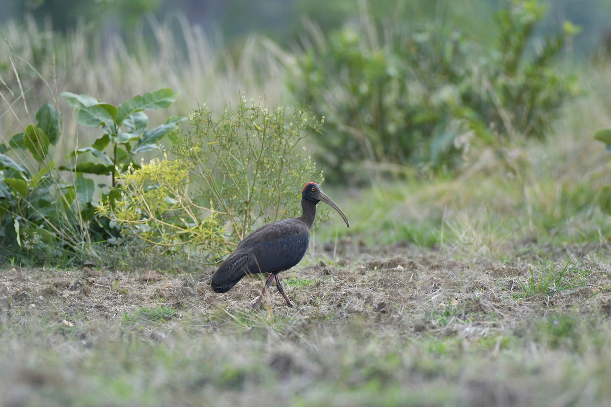 Red-naped Ibis - ML349352311