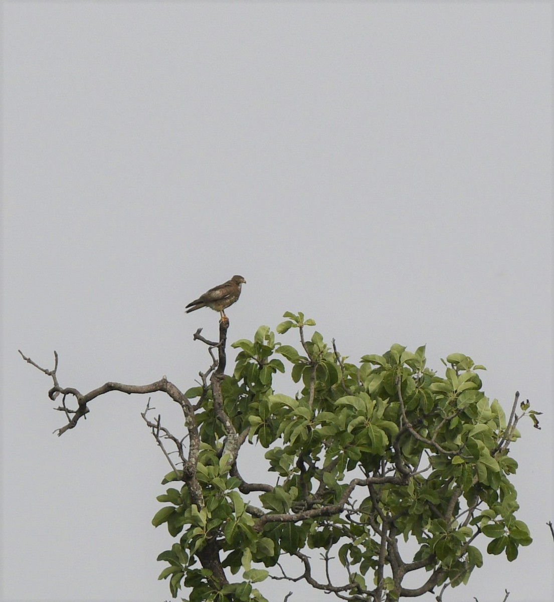 White-eyed Buzzard - ML349352491