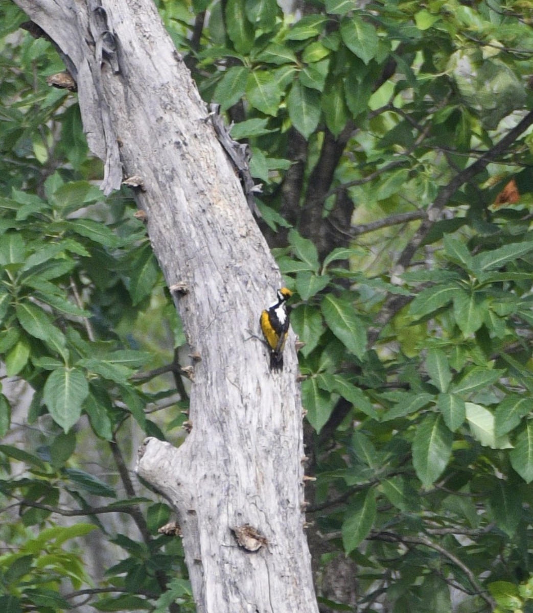 White-naped Woodpecker - ML349353121