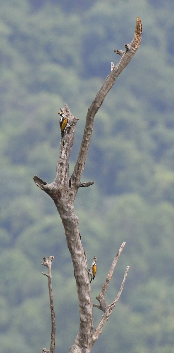 White-naped Woodpecker - ML349353131