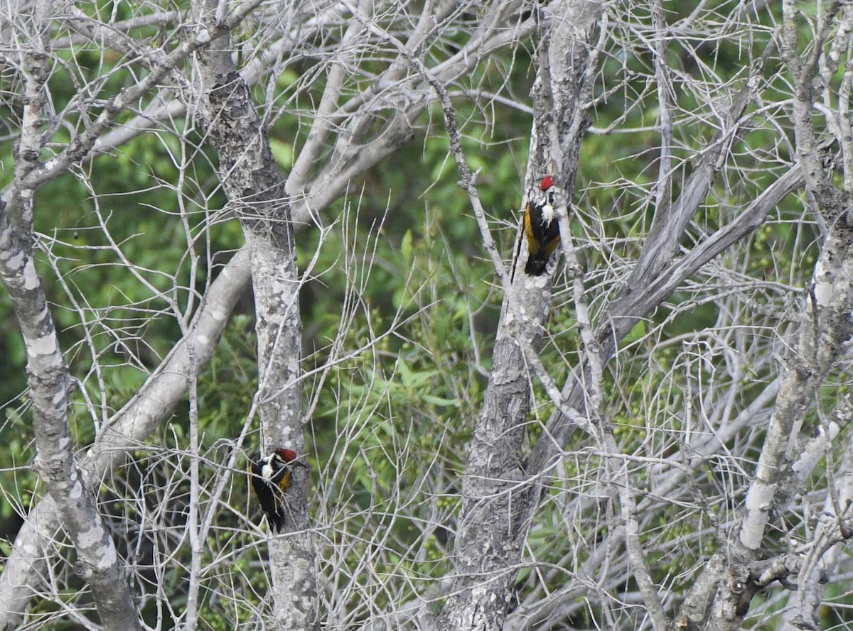 White-naped Woodpecker - ML349353151