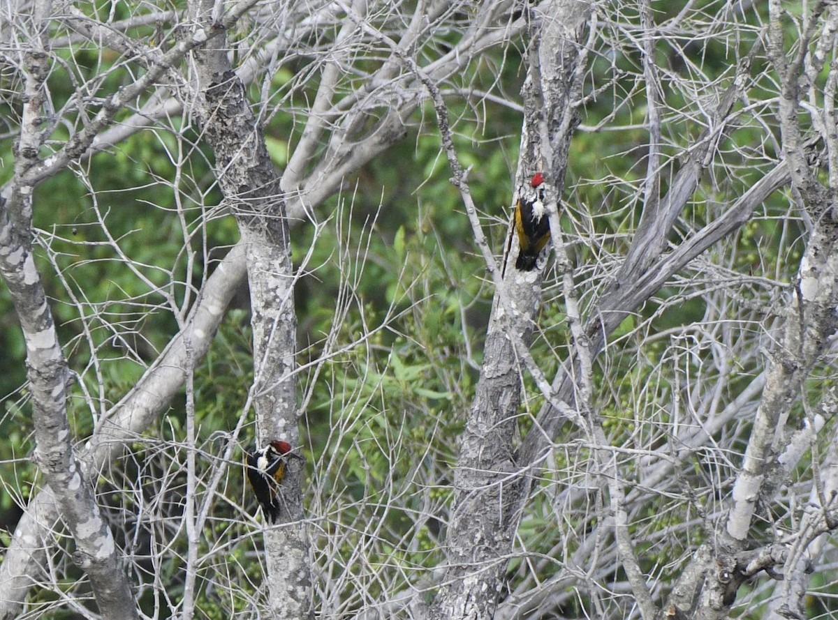 White-naped Woodpecker - Dinesh Mishra