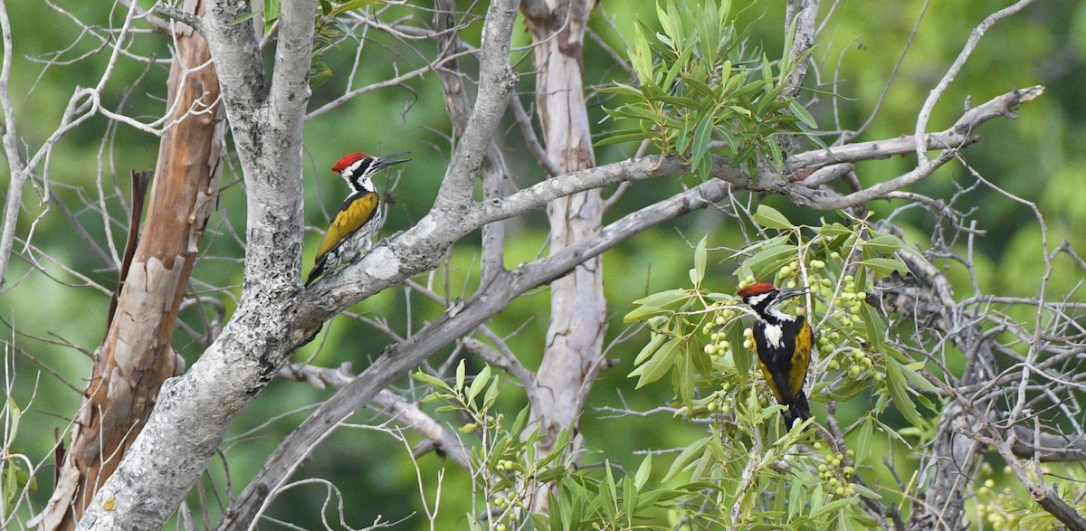 White-naped Woodpecker - ML349353161