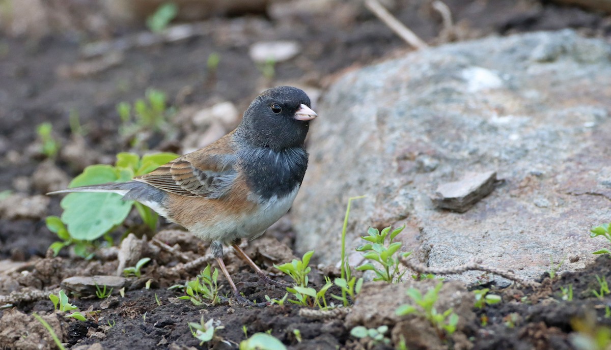 Dark-eyed Junco (Oregon) - Luke Seitz