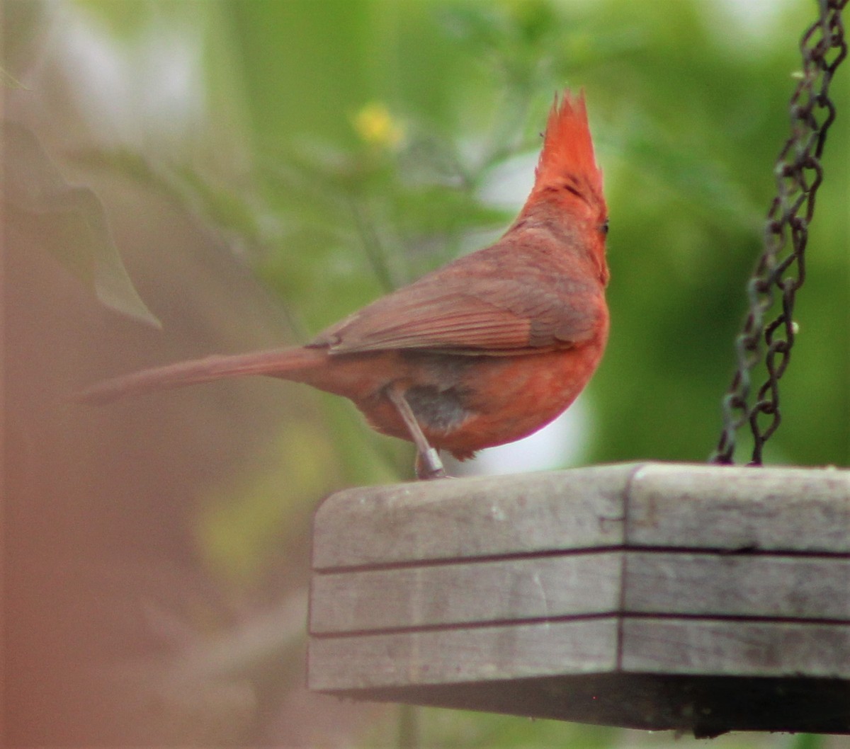 Northern Cardinal - ML349353871