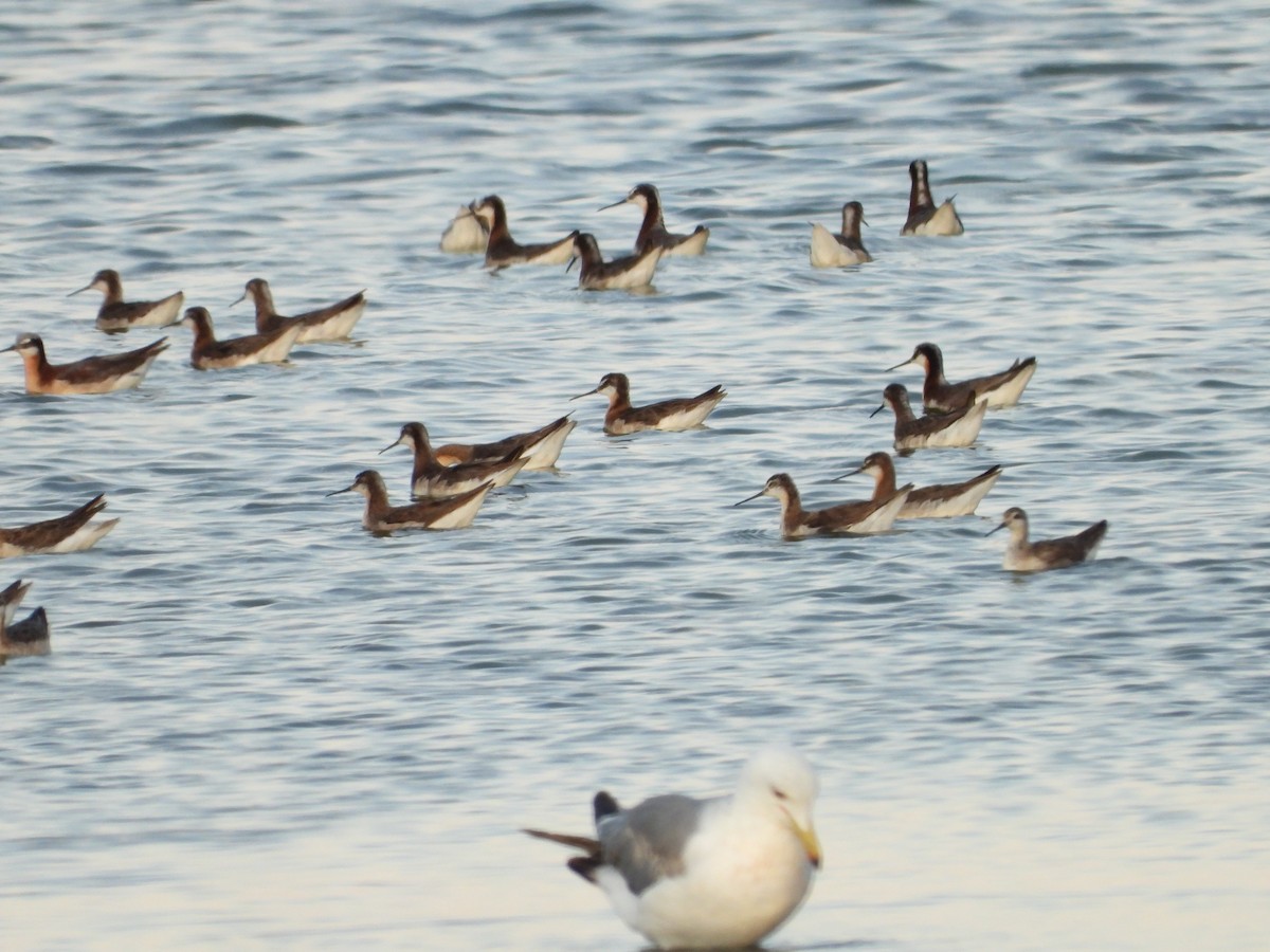 Wilson's Phalarope - ML349354801