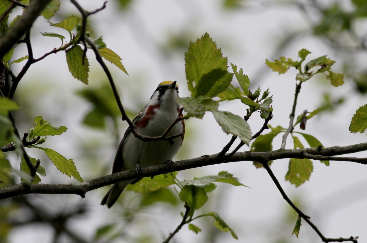 Chestnut-sided Warbler - ML34935481