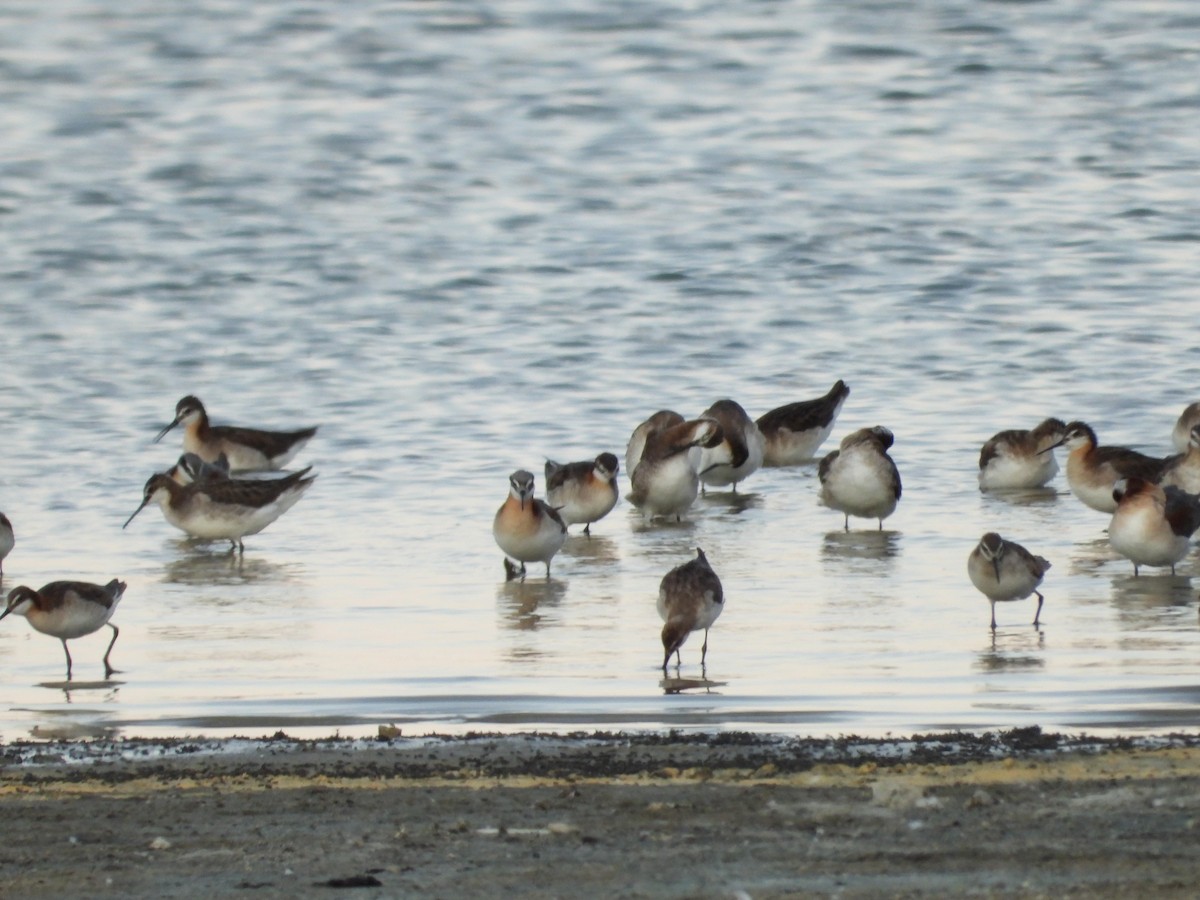 Wilson's Phalarope - ML349355481