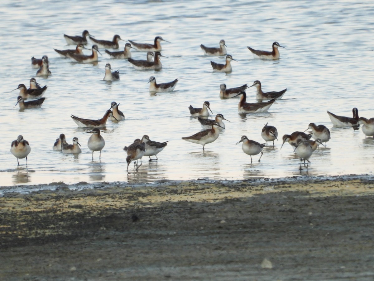 Wilson's Phalarope - ML349355581