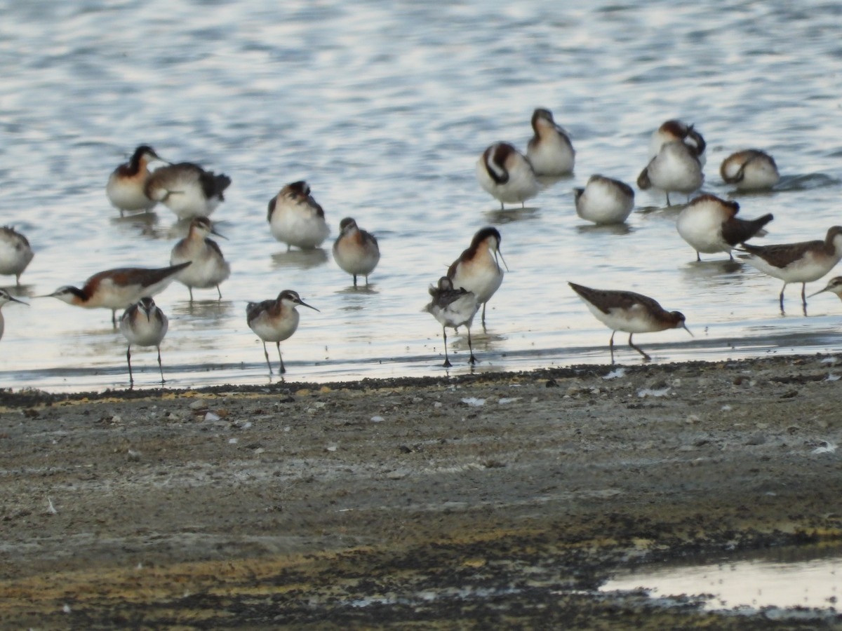 Wilson's Phalarope - ML349355611