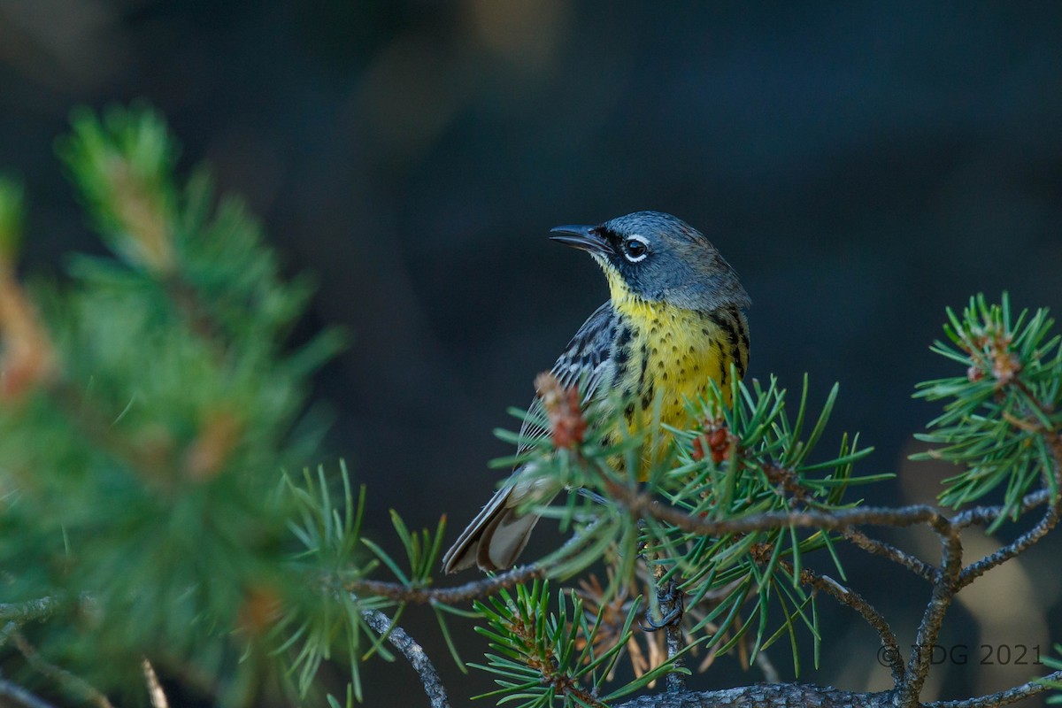 Kirtland's Warbler - ML349355831