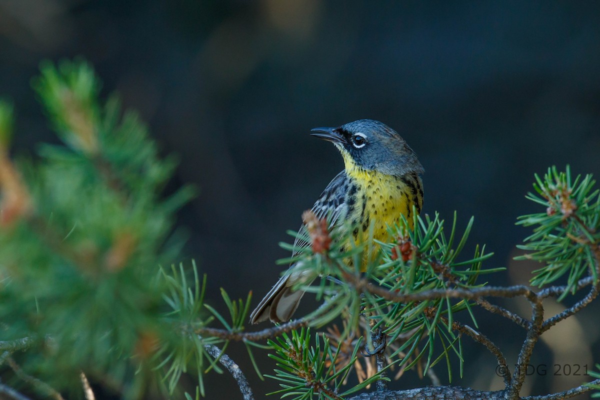 Kirtland's Warbler - ML349355831