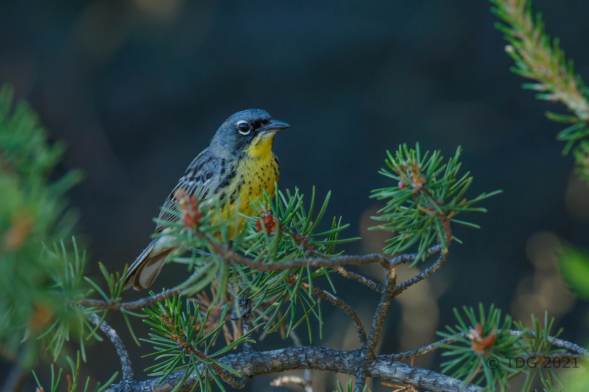 Kirtland's Warbler - ML349355841