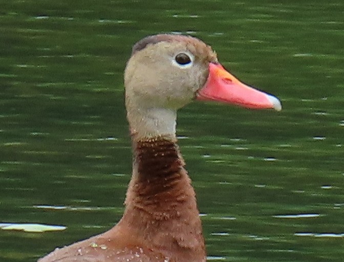 Black-bellied Whistling-Duck - Jim Proffitt