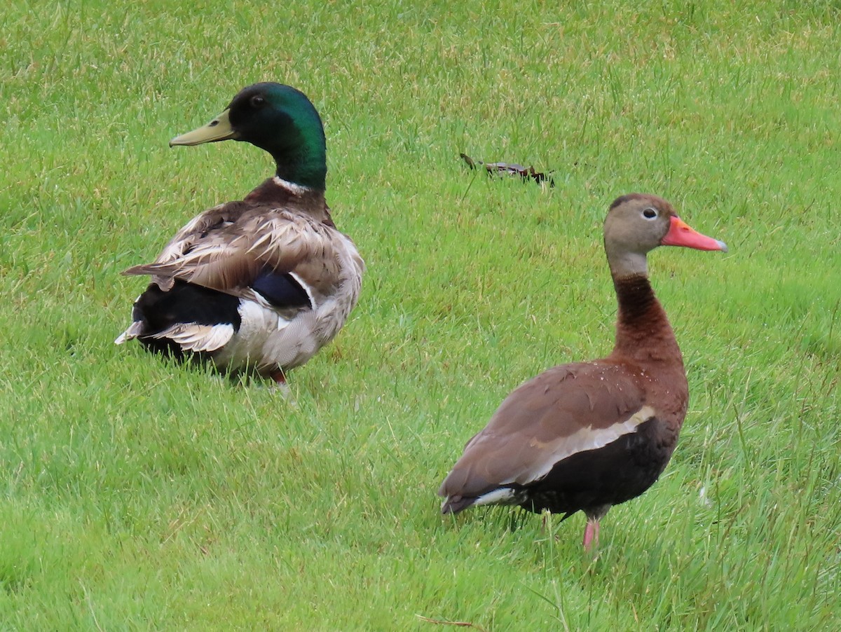 Black-bellied Whistling-Duck - Jim Proffitt