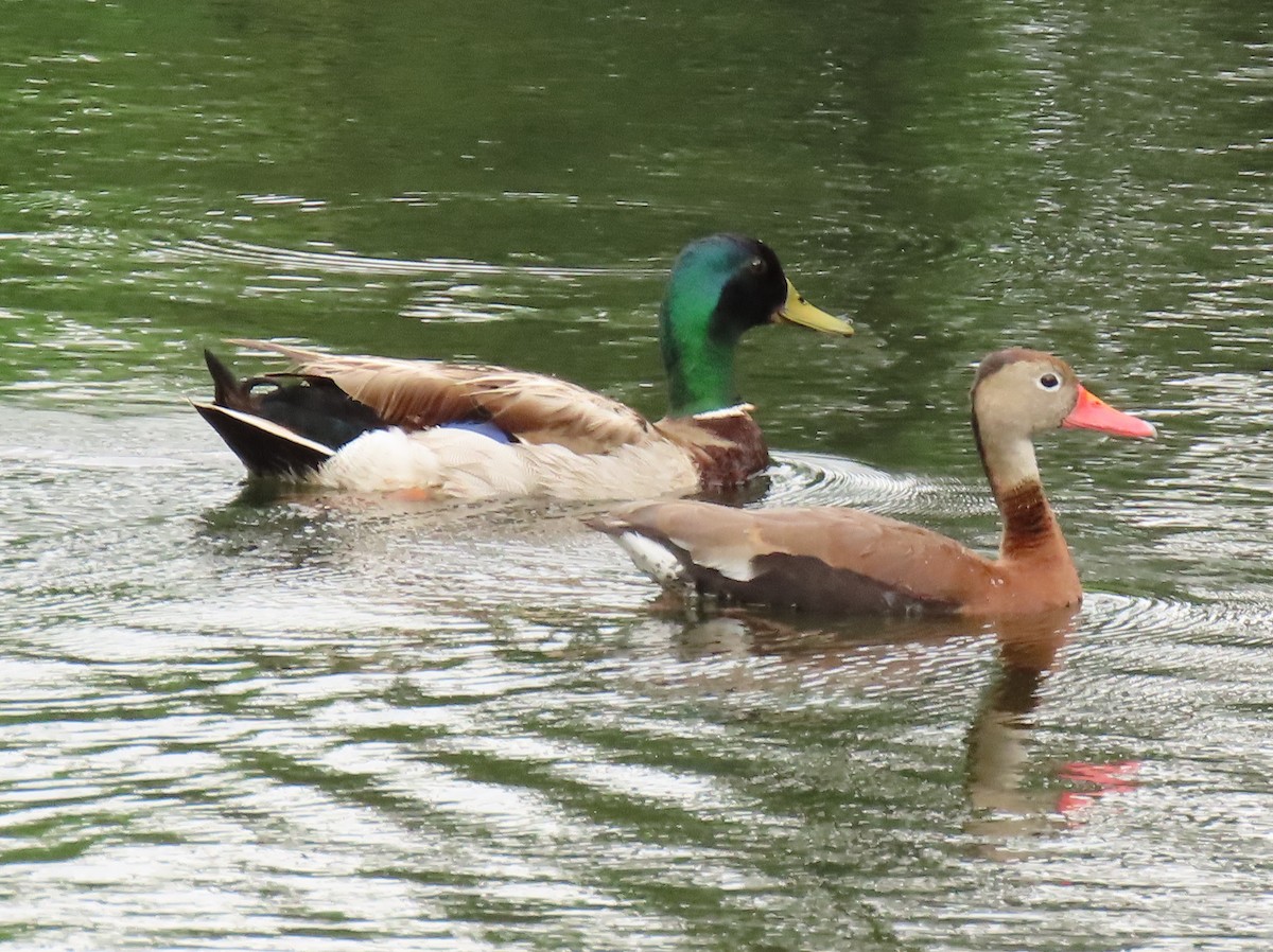 Black-bellied Whistling-Duck - ML349357071