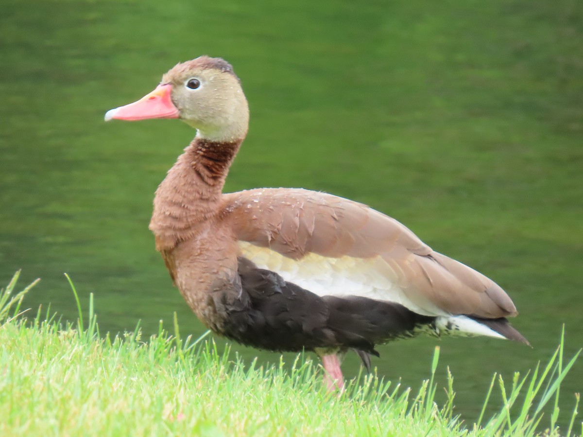 Black-bellied Whistling-Duck - ML349357081