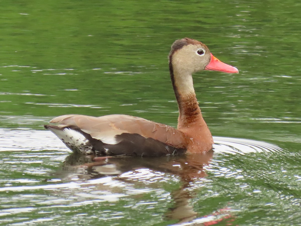 Black-bellied Whistling-Duck - ML349357091