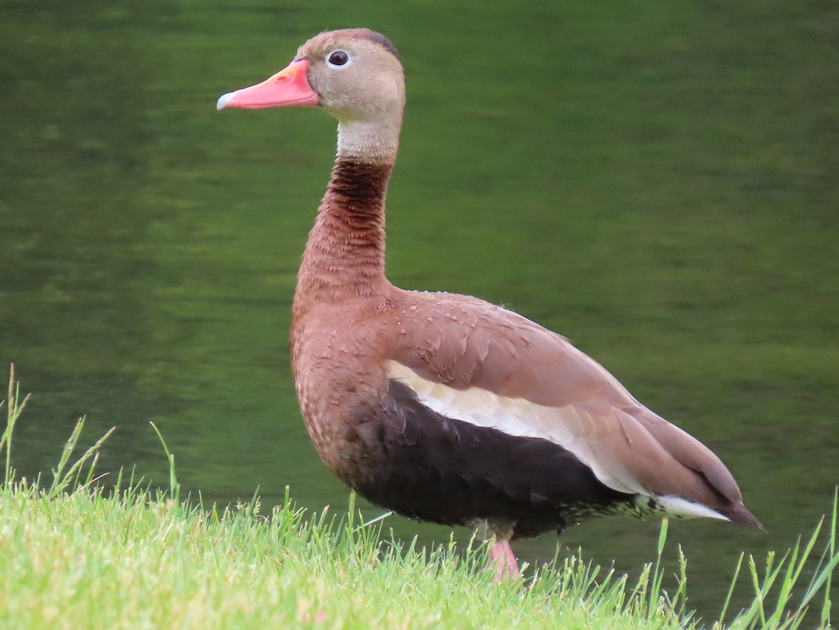 アカハシリュウキュウガモ - ML349357101