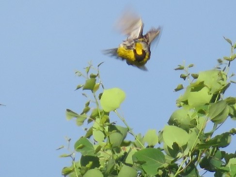 Eastern Meadowlark - ML349357301