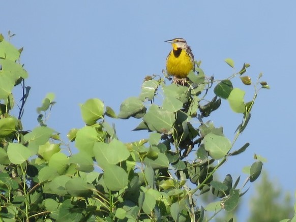 Eastern Meadowlark - ML349357311
