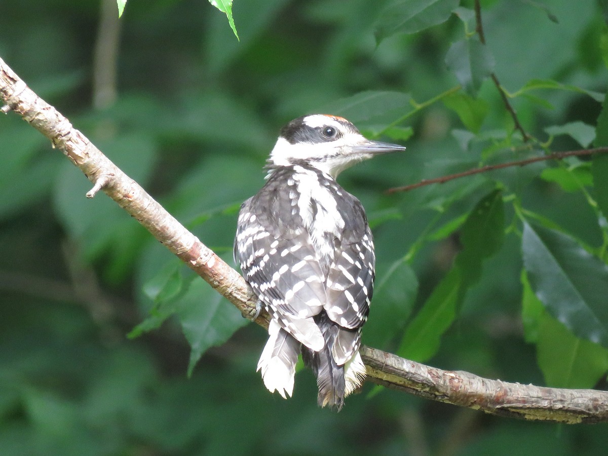 Hairy Woodpecker - ML349359021