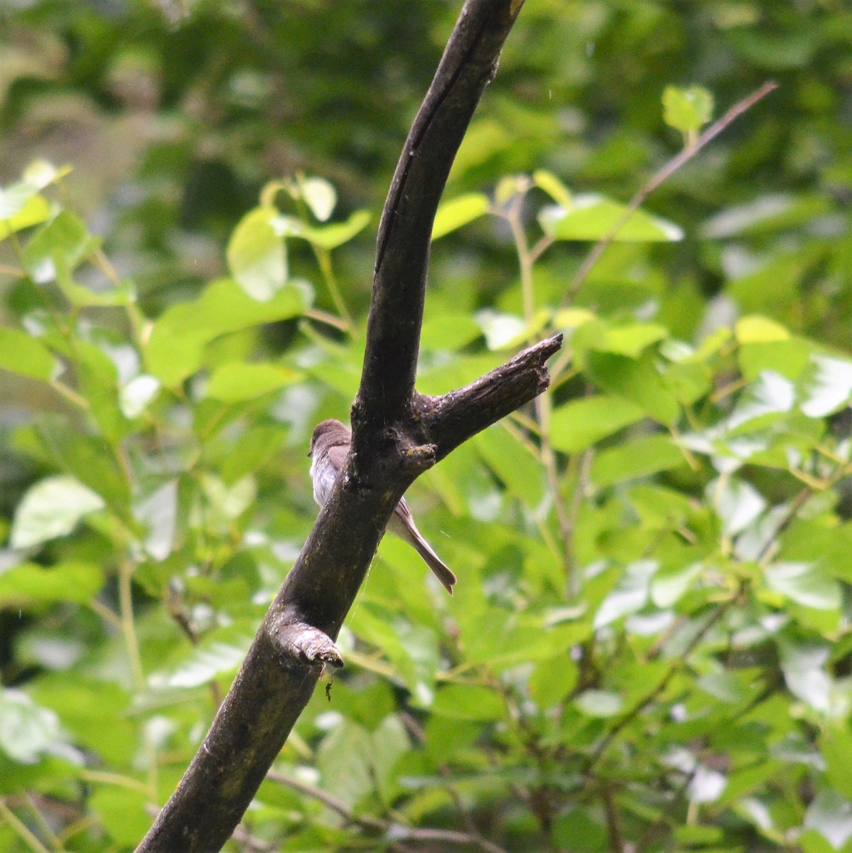 Eastern Wood-Pewee - ML349359361