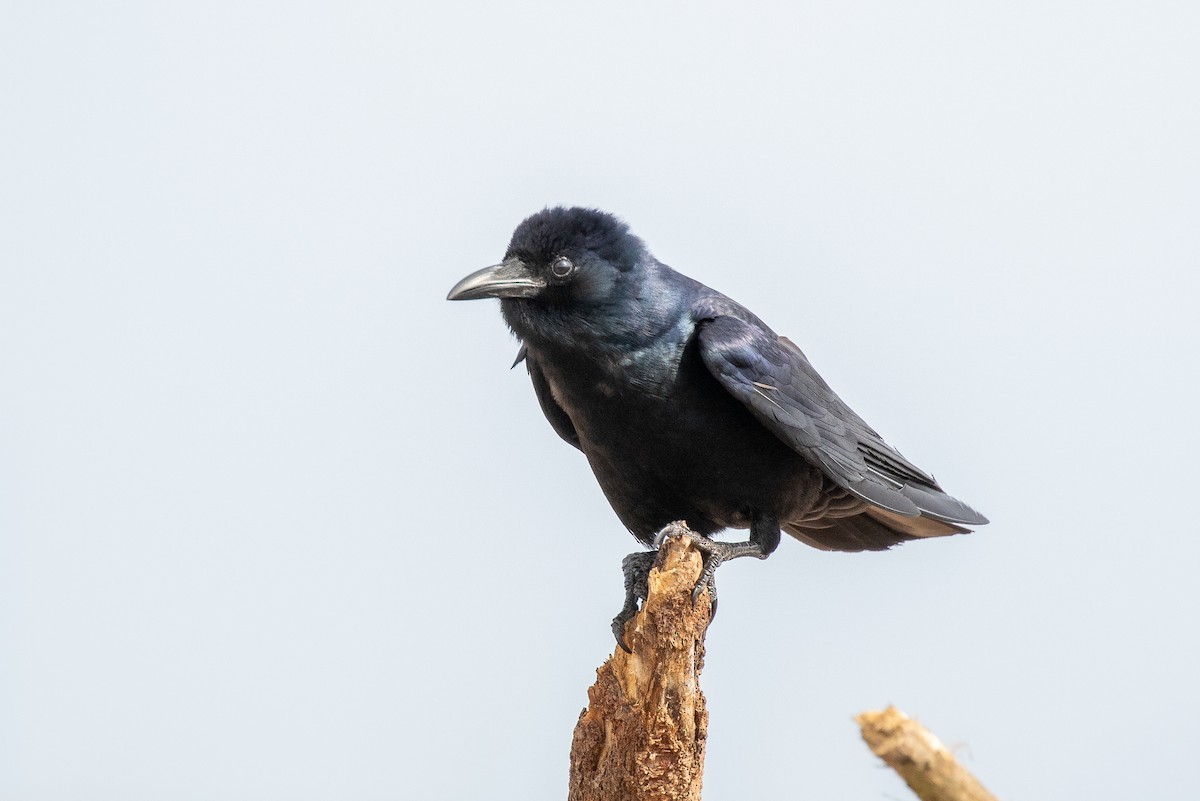 Tamaulipas Crow - Joshua Stacy