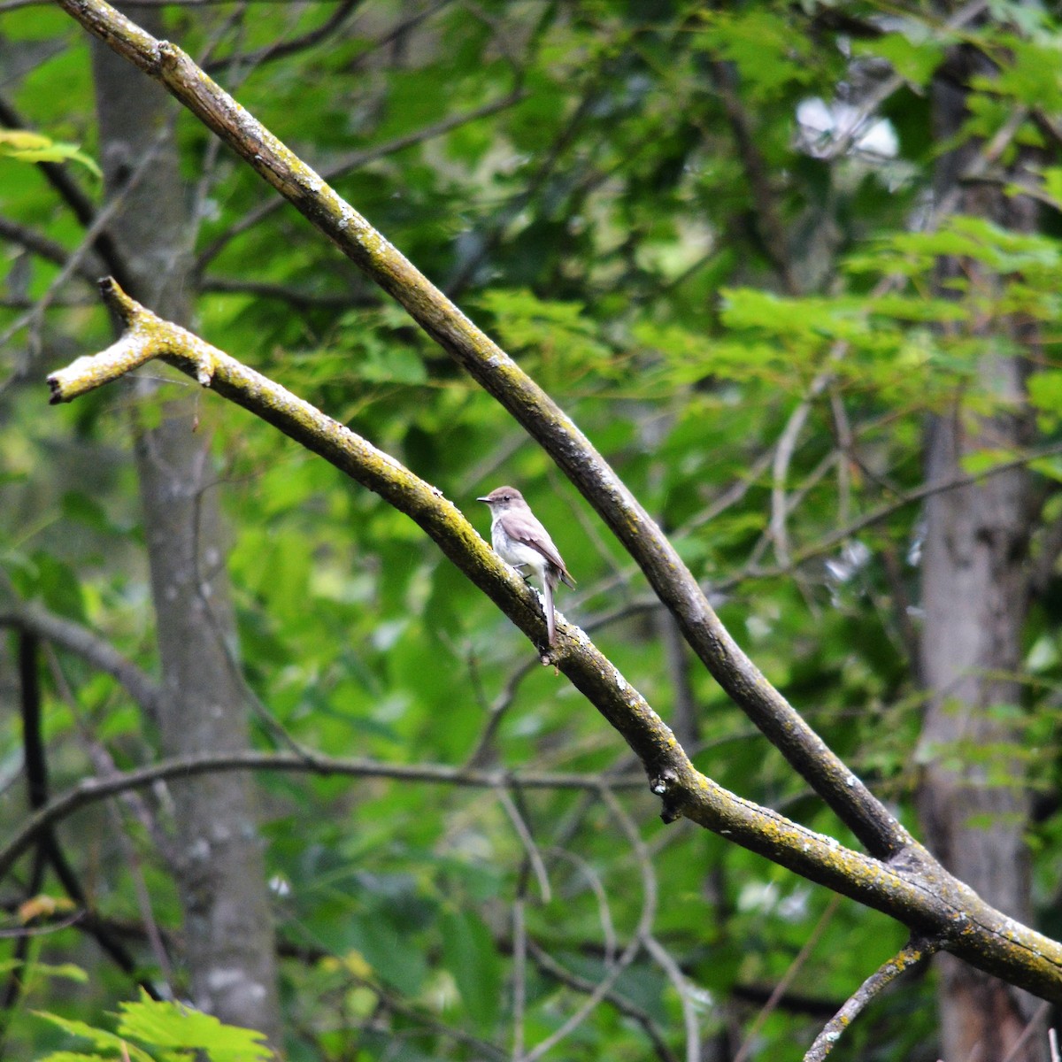 Eastern Wood-Pewee - ML349359381