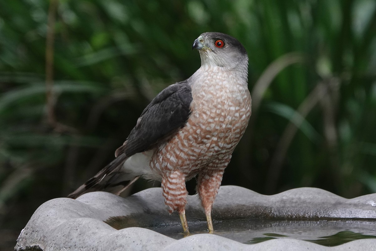 Cooper's Hawk - ML349360691