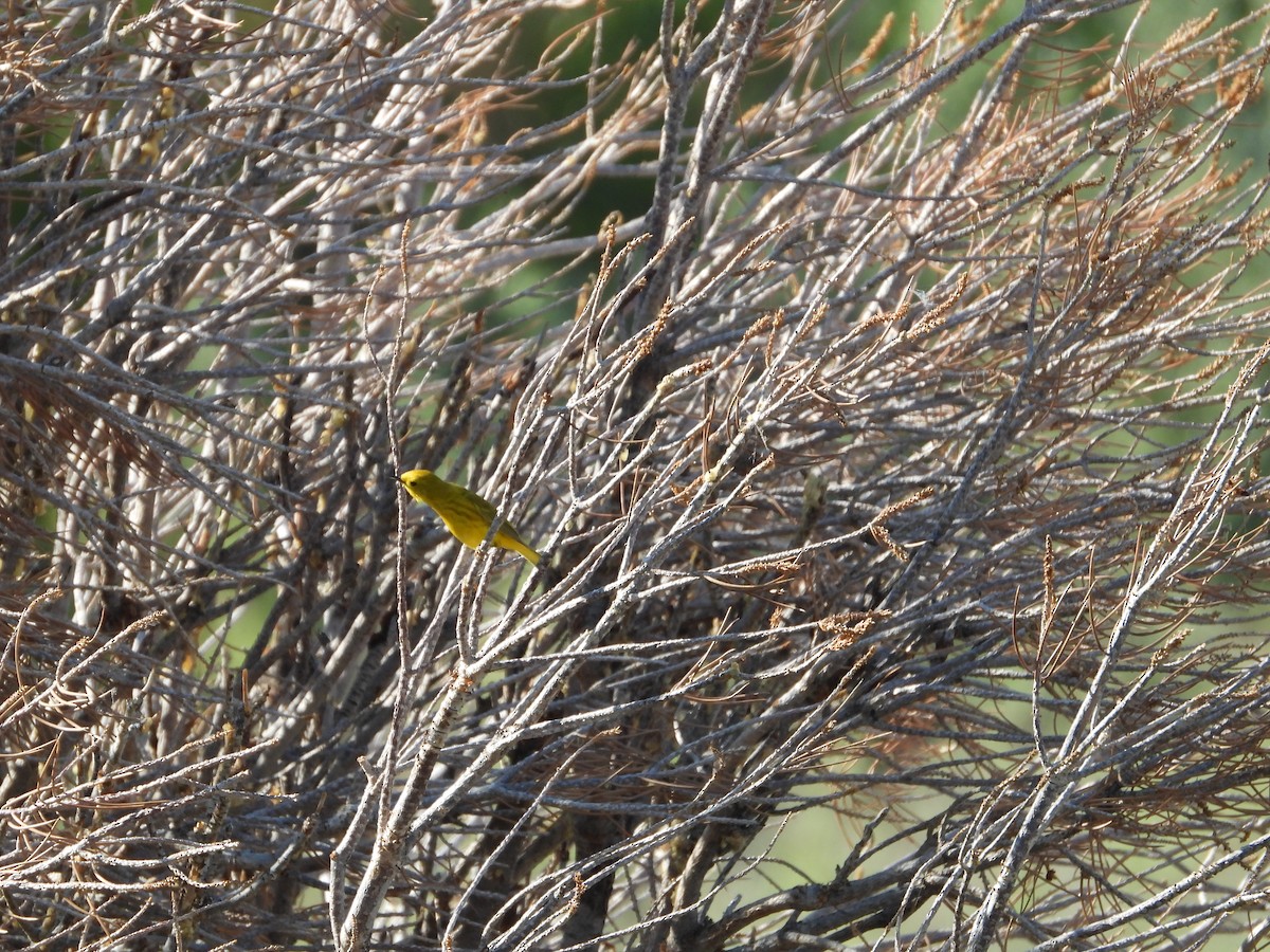 Yellow Warbler - Howard Friedman