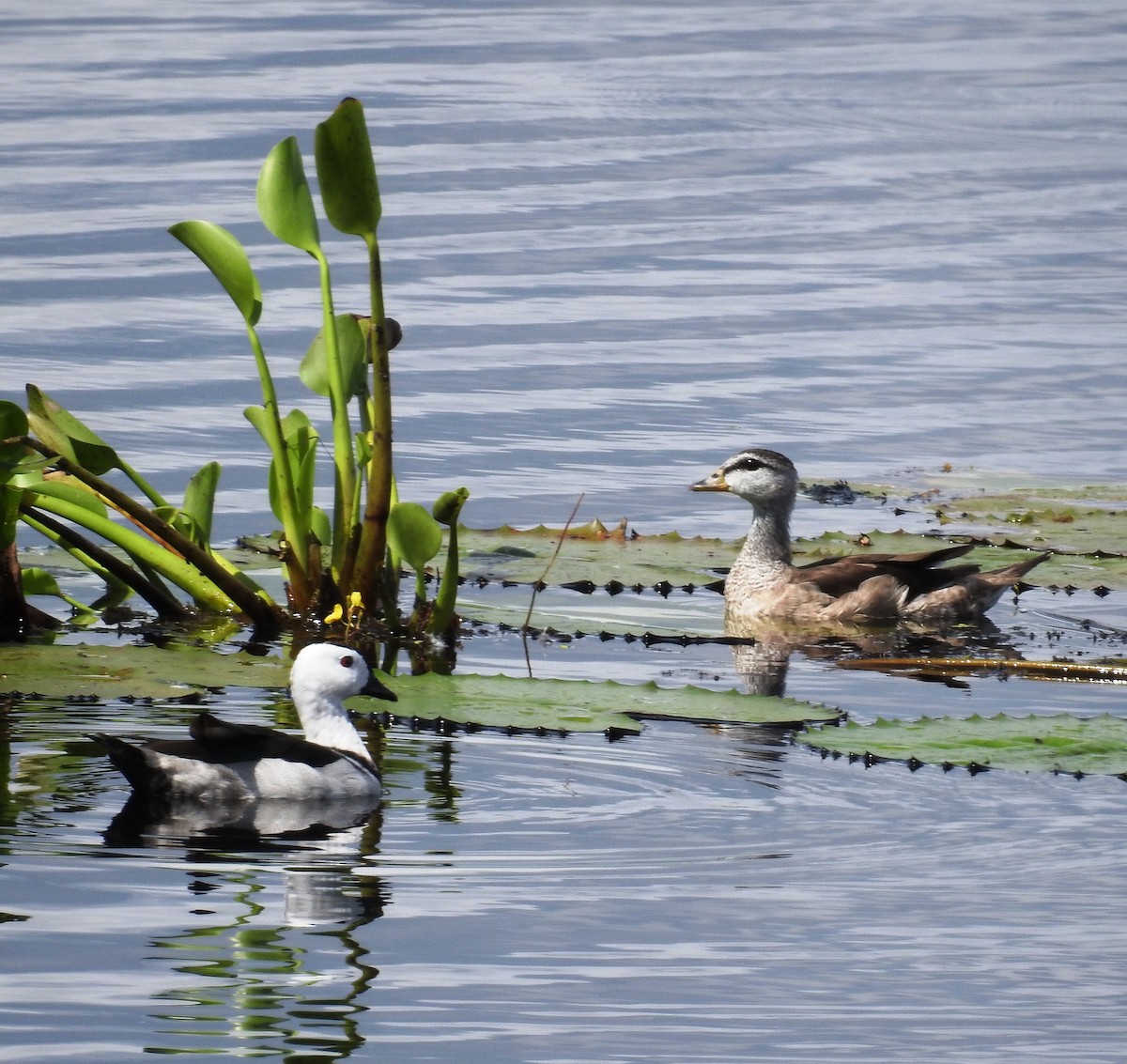 Cotton Pygmy-Goose - ML349362541