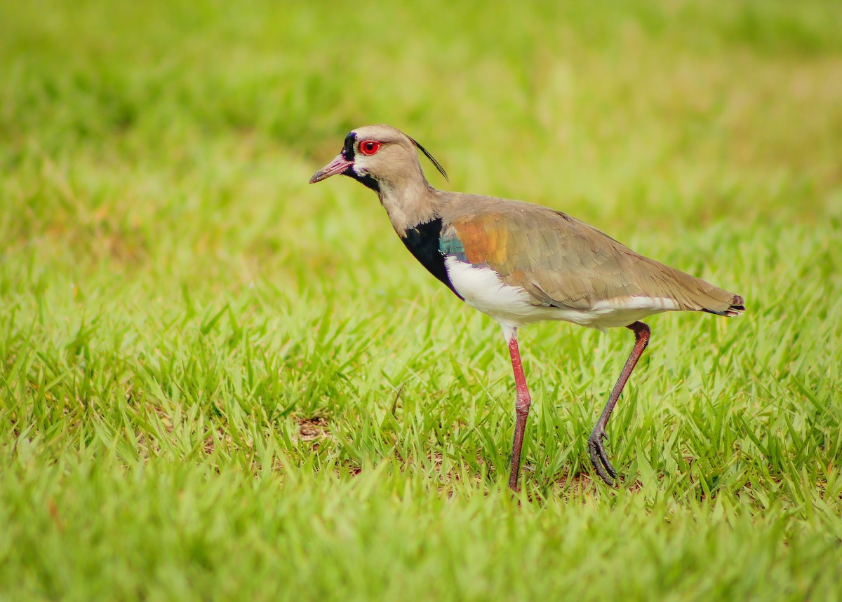 Southern Lapwing - ML349363041