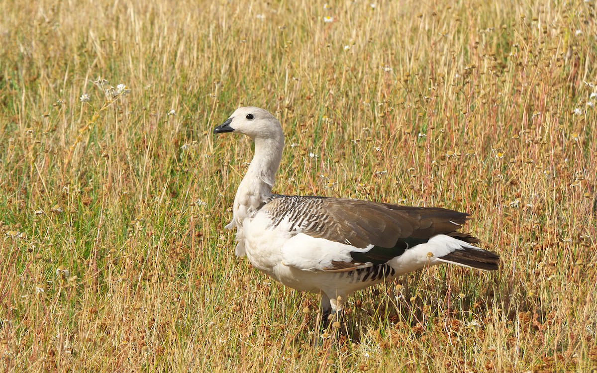 Upland Goose - ML34936351