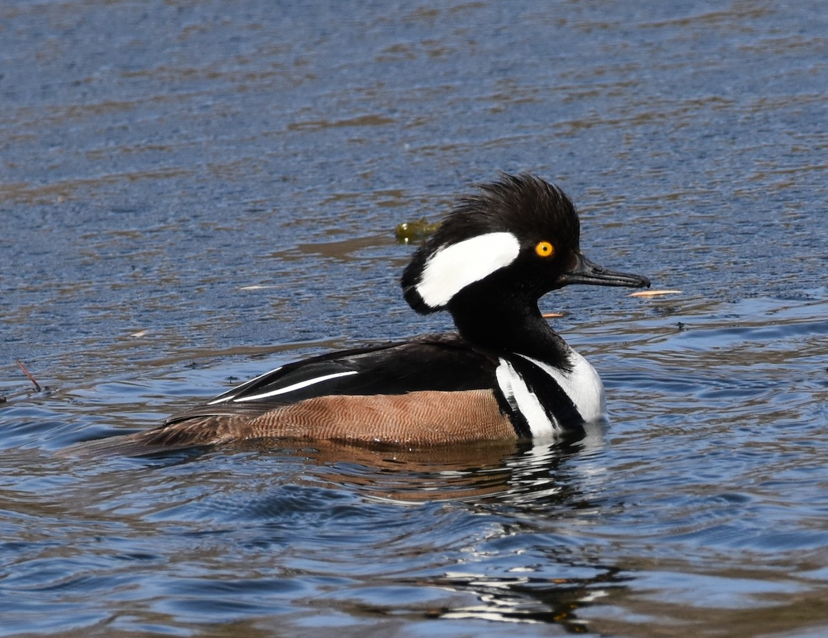 Hooded Merganser - Shirley Rushforth Guinn