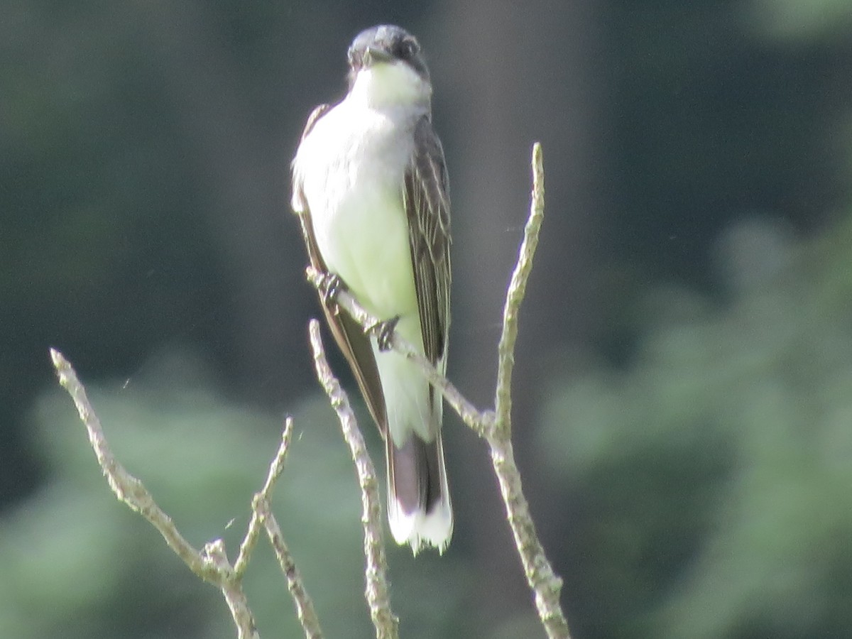 Eastern Kingbird - ML349364871