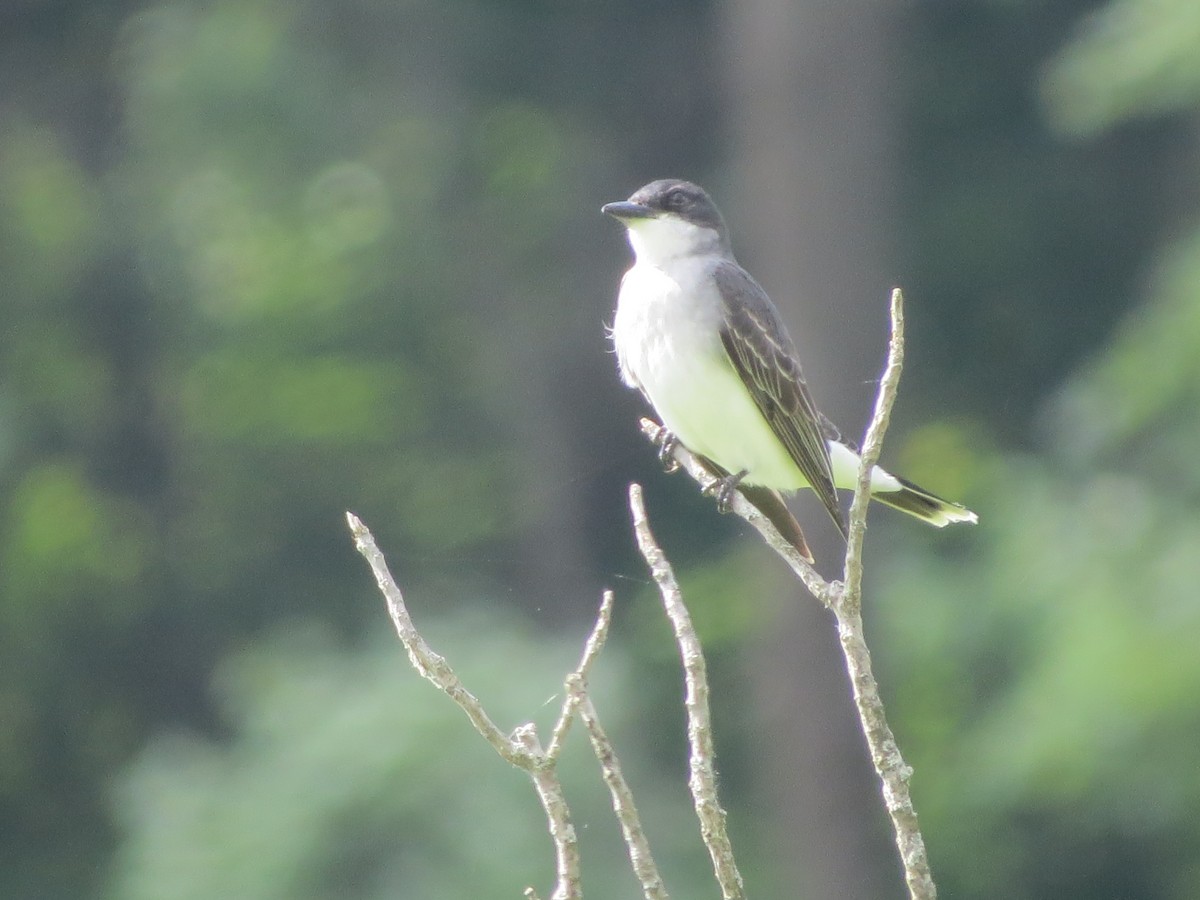 Eastern Kingbird - ML349364921