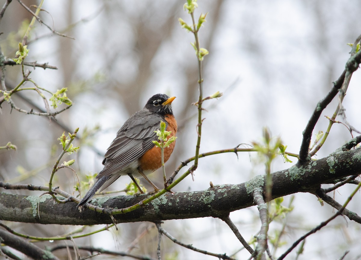 American Robin - ML349365271