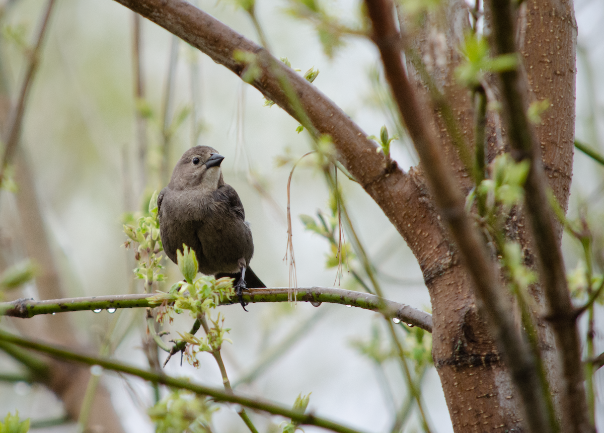 Brown-headed Cowbird - ML349365411