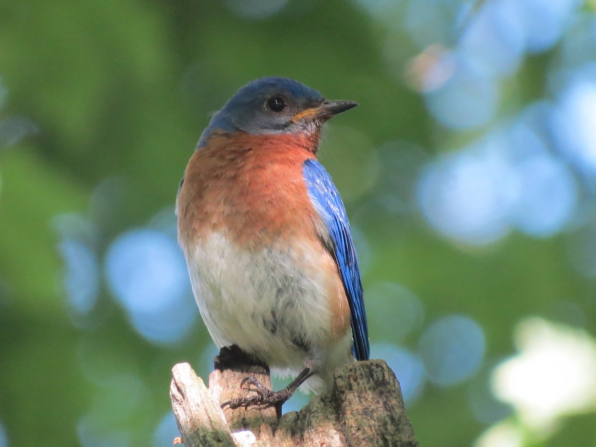 Eastern Bluebird - ML349367151