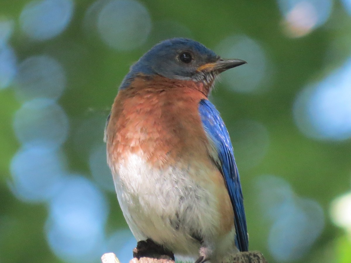 Eastern Bluebird - ML349367211