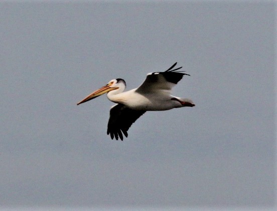 pelikán severoamerický - ML349368321