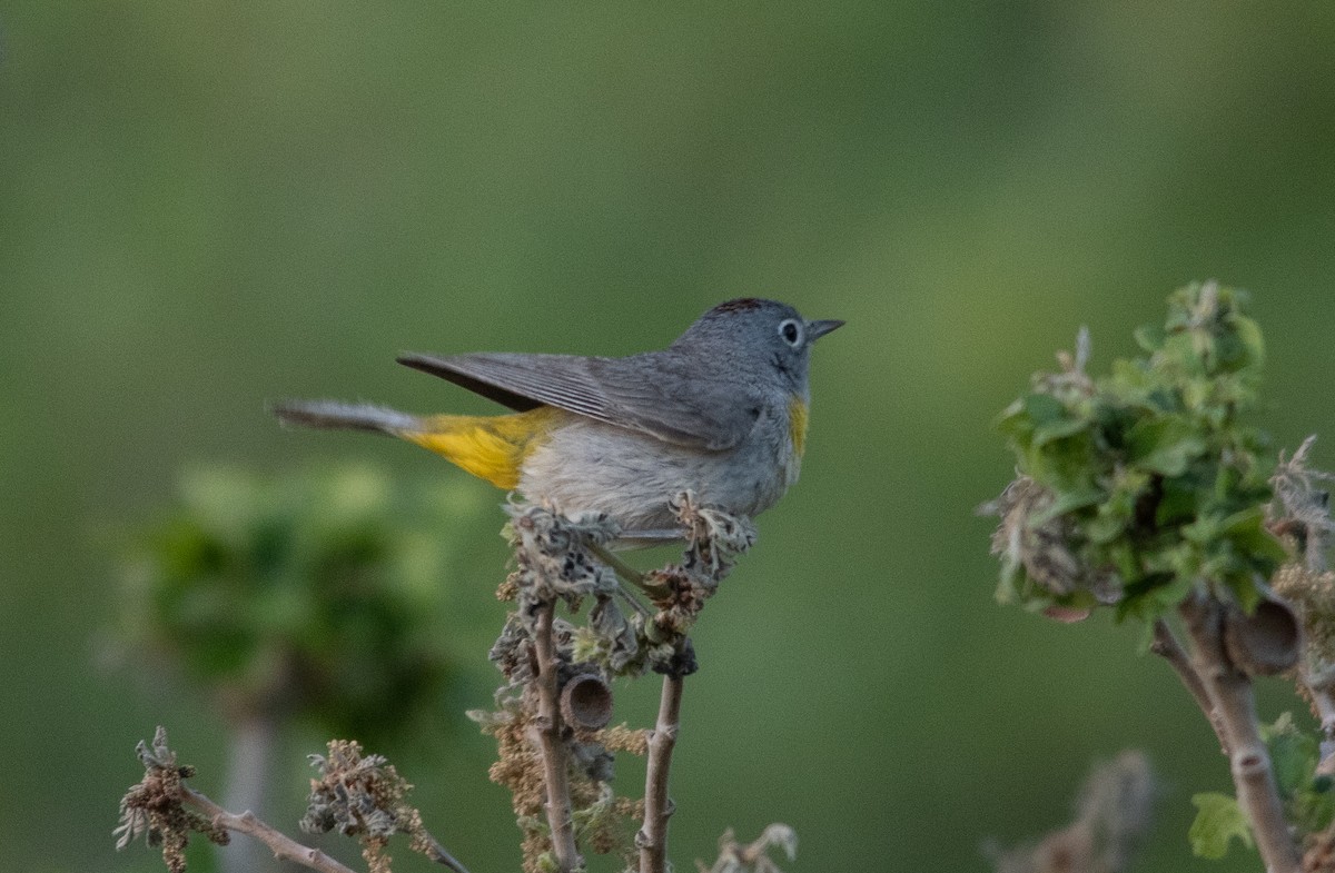 Virginia's Warbler - Justin Lawson