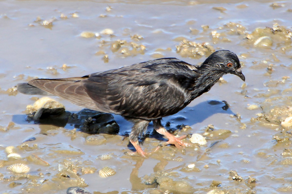 Rock Pigeon (Feral Pigeon) - Silas Würfl
