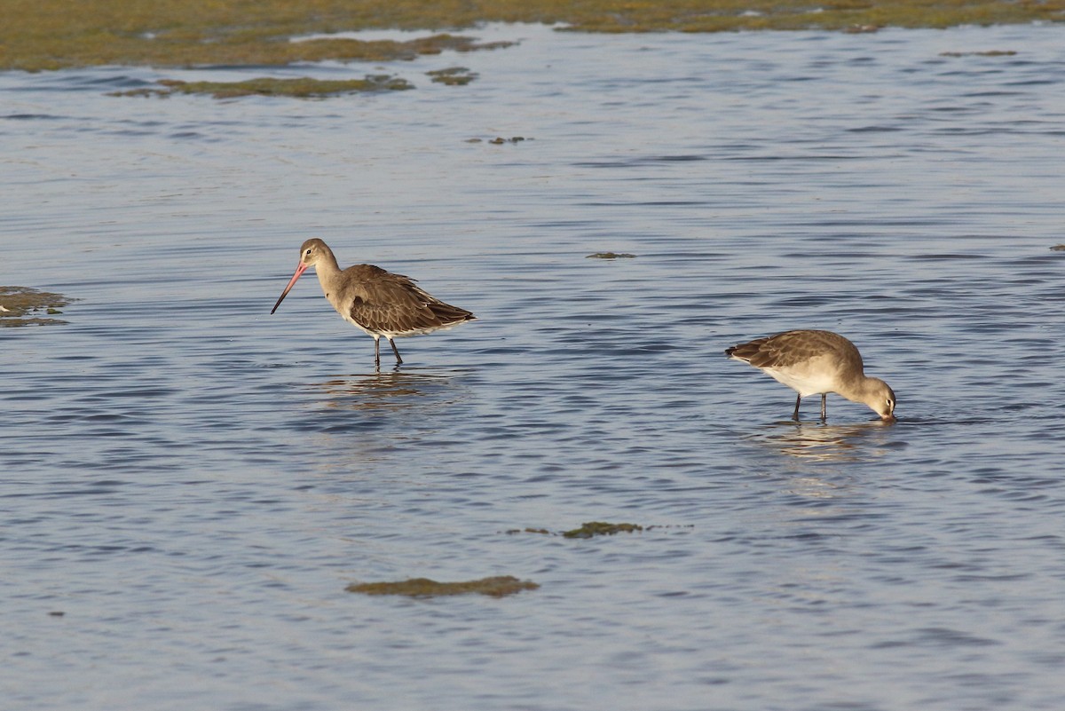 Black-tailed Godwit - ML34937241