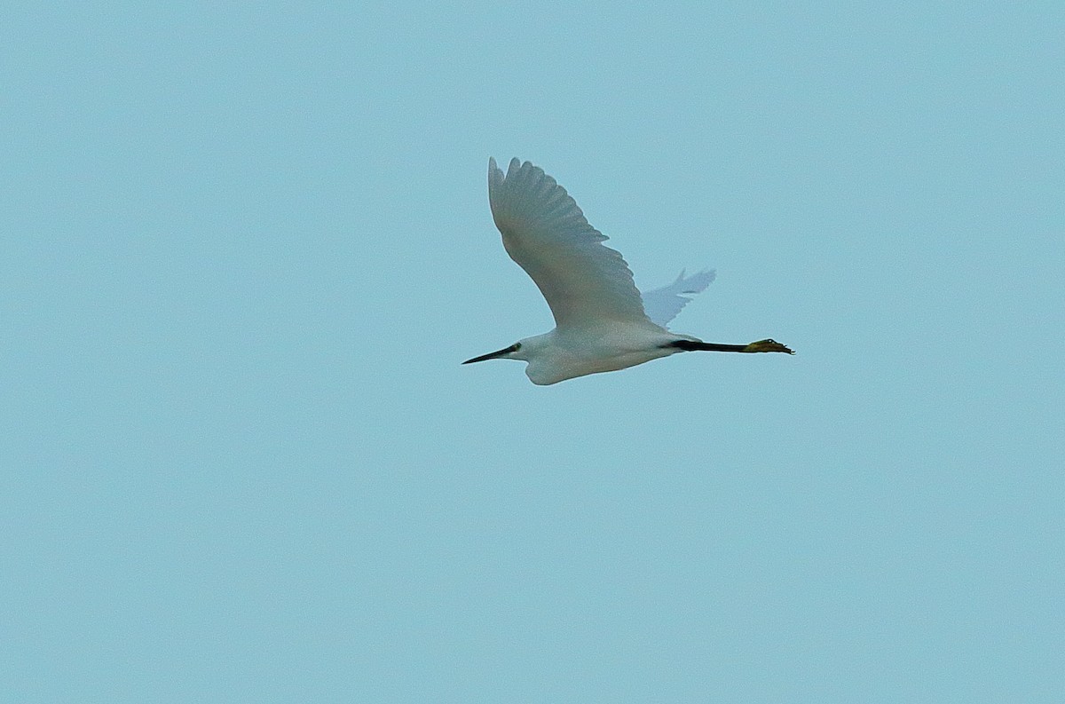 Little Egret - ML34937261