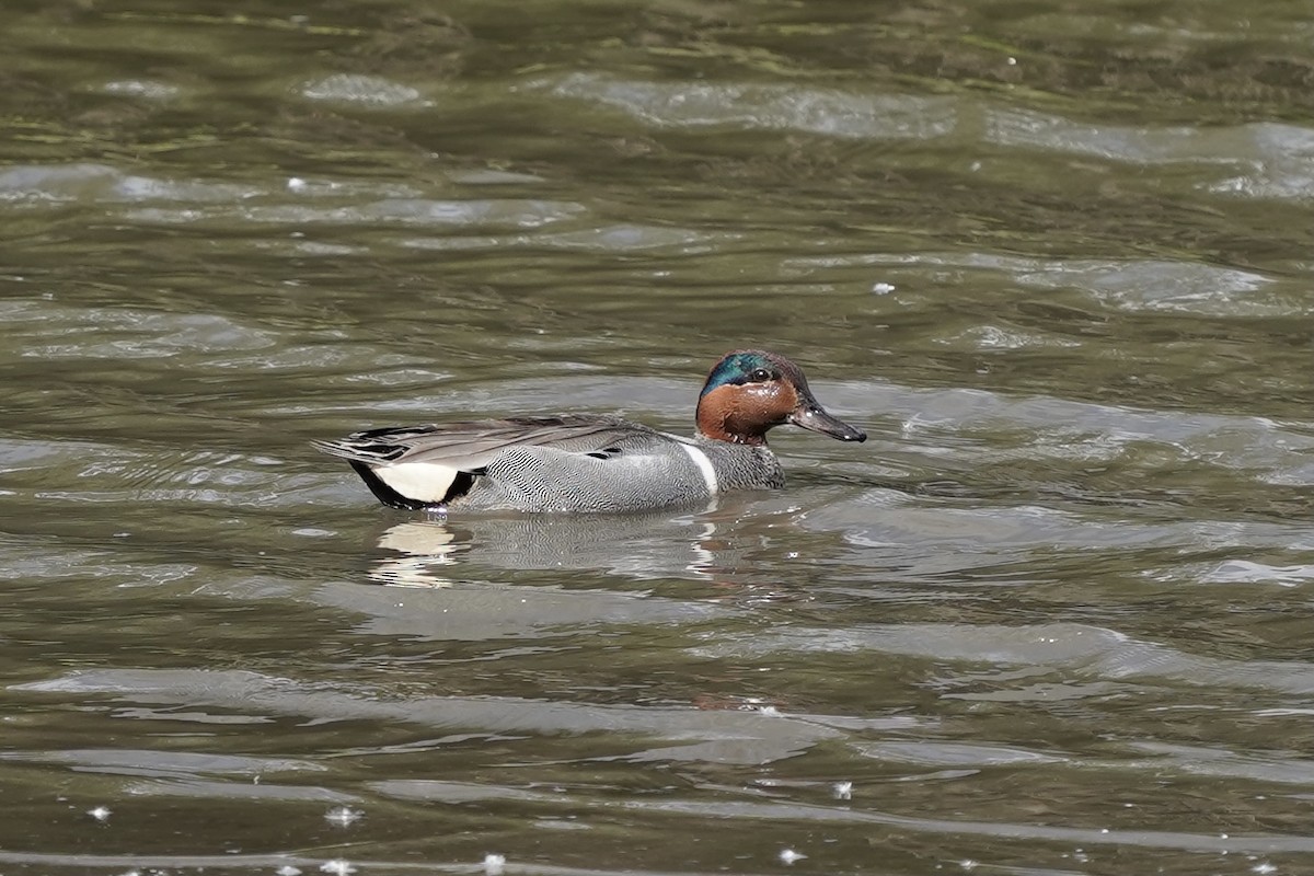 Green-winged Teal - ML349373091